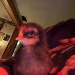 Meet your Posher, Miranda